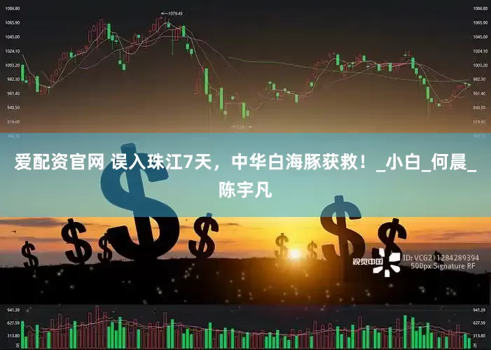 爱配资官网 误入珠江7天，中华白海豚获救！_小白_何晨_陈宇凡